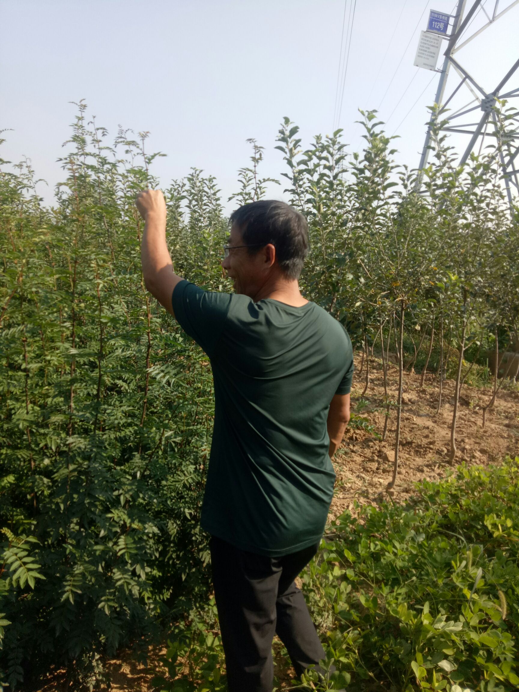  大量供应大红袍花椒苗
