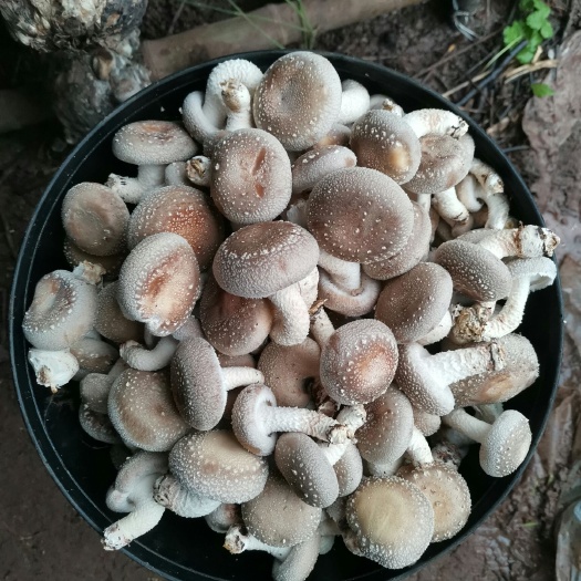 广元 鲜品香菇