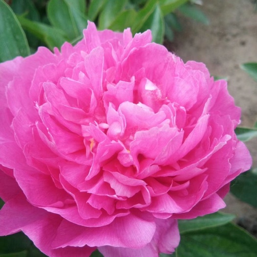 菏泽 观赏芍药