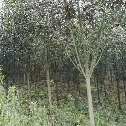 全州县高杆红叶石楠 3000棵左右
