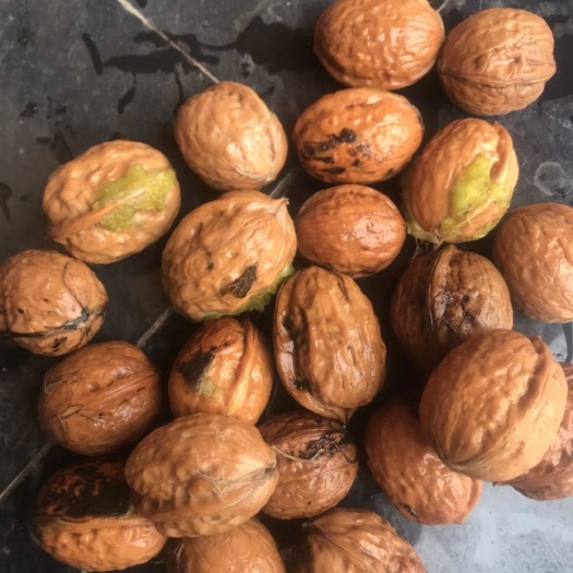 宁蒗县 新鲜核桃