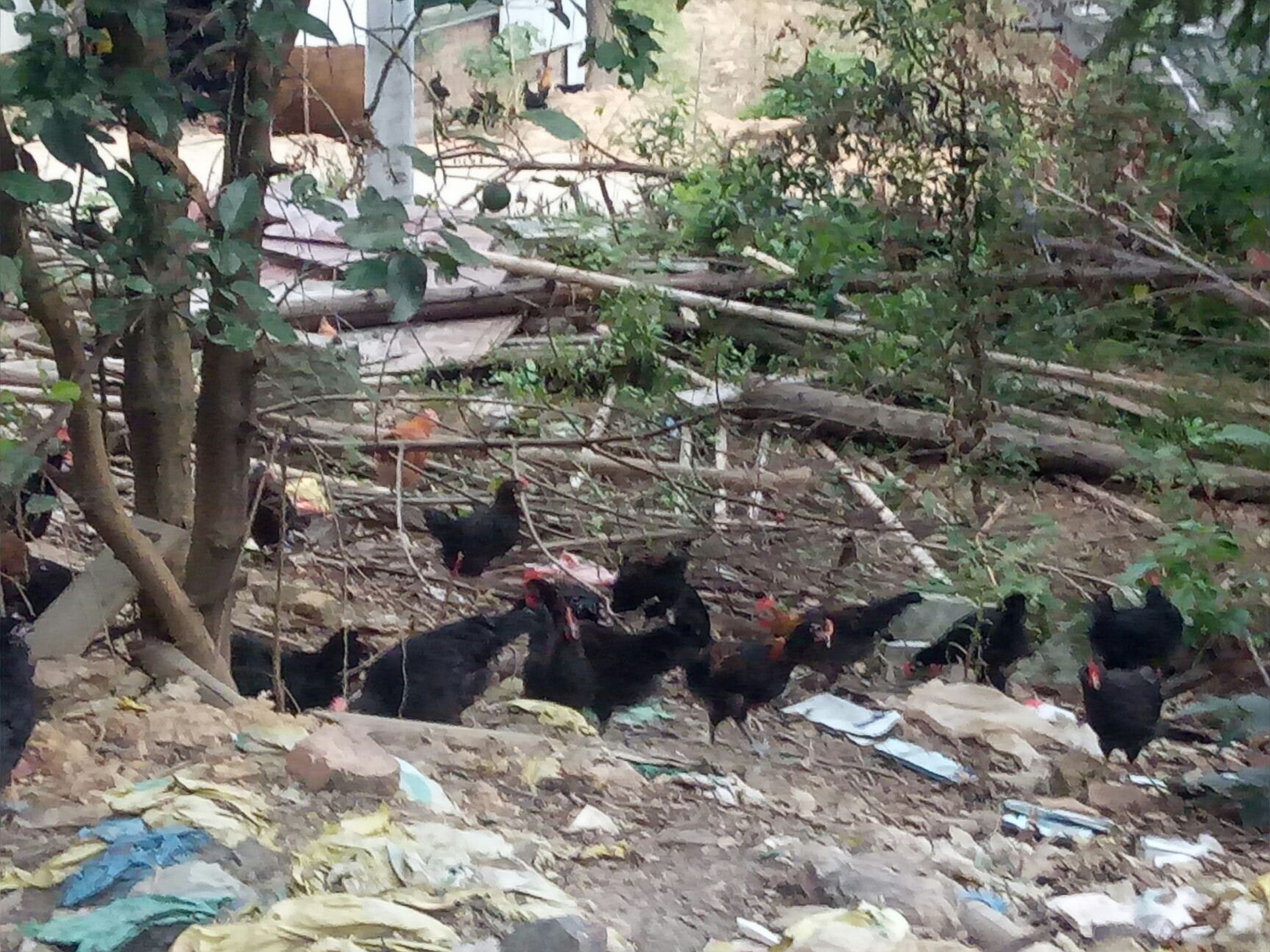  农家土鸡