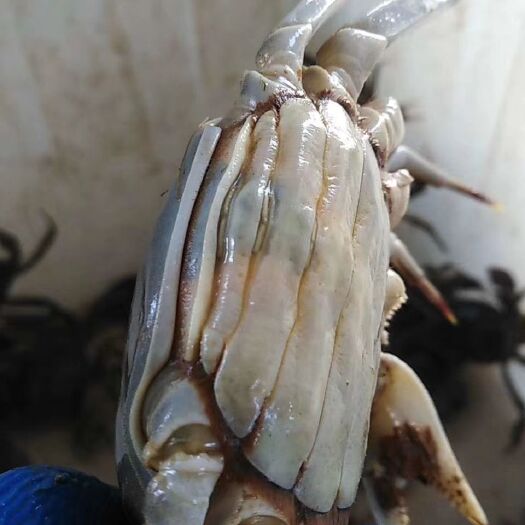 东营黄河口大闸蟹 统货 2.5-3.0两