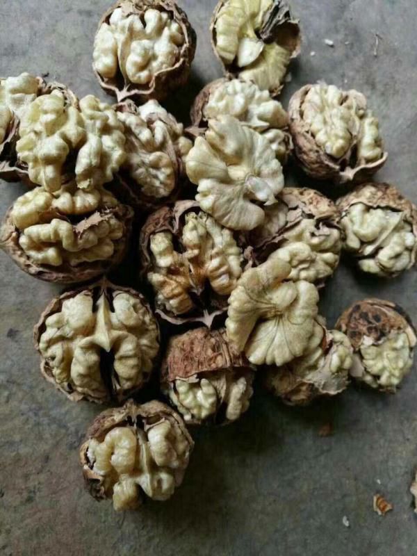 云南核桃  壳薄米子好