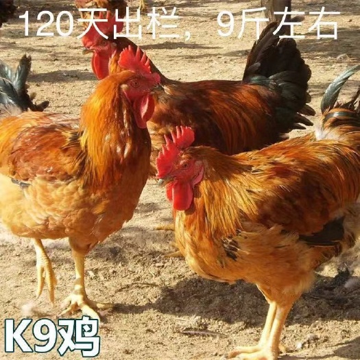 南宁 K9鸡苗,批发鸡苗鸭苗鹅苗珍禽苗,包打疫苗,包运输成活