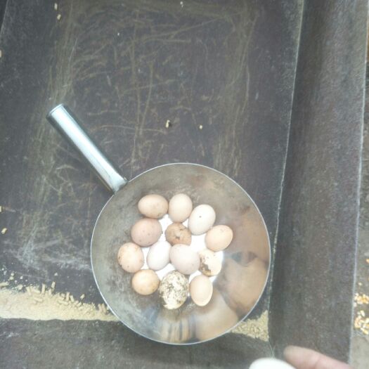怀远县土鸡蛋 食用 箱装