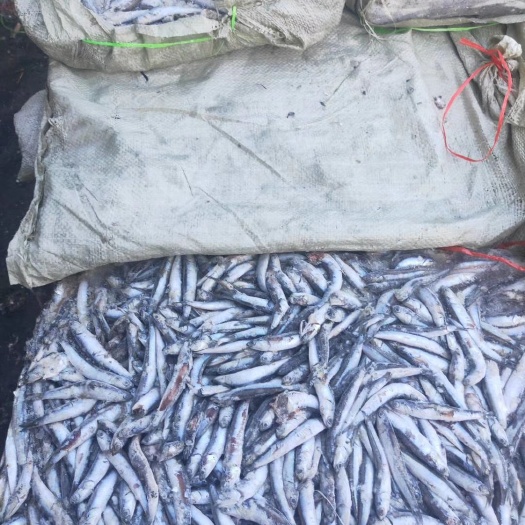 荣成市 饵料鱼鯷鱼沙里钻鱼