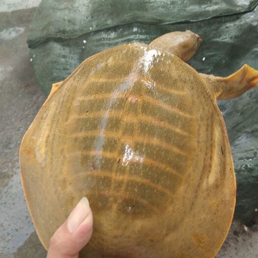 揭阳 1-3斤/只纯外塘甲鱼批发运到
