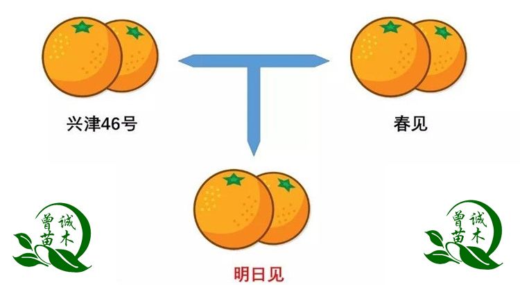 明日见柑橘树苗高糖明日见柑橘苗果树苗四川直销