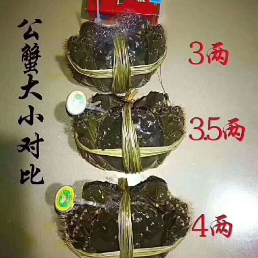 兴化市兴化大闸蟹 2.0-2.5两 公蟹