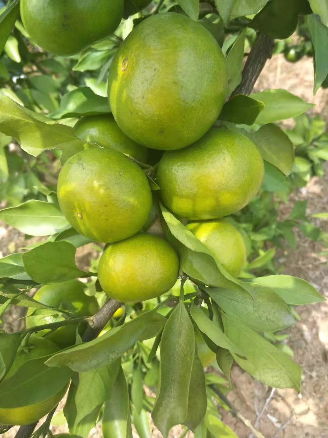 宜昌蜜桔 5.5 - 6cm 3两以上