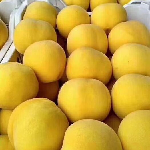 扶风县 精品黄金蜜桃