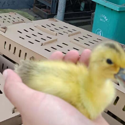 浏阳市 麻鸭苗