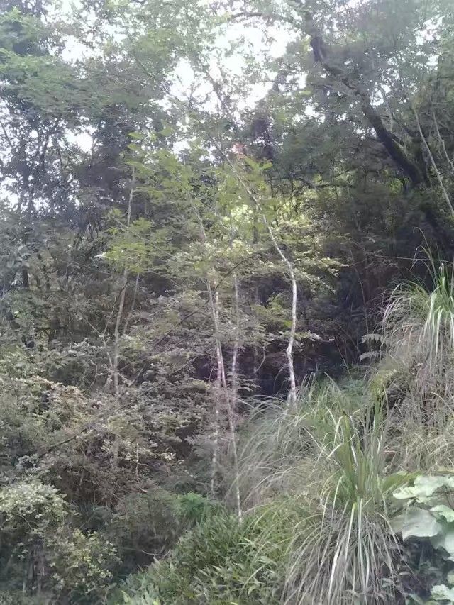 石橄榄 深山老林的珍贵中成药