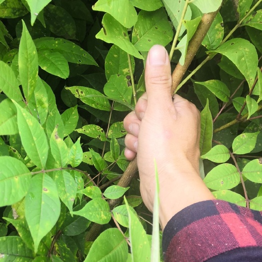 桓仁县 苗地直销批发一年生二年生关黄柏，黄菠萝苗