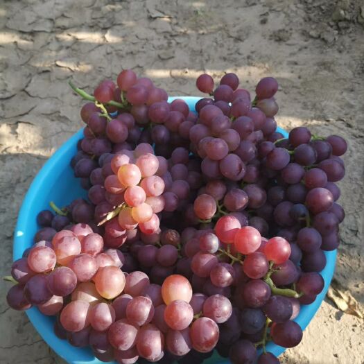 廊坊巨峰葡萄 天然，不打农药，果肉香甜