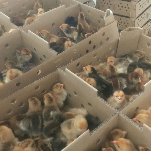南宁 土鸡苗