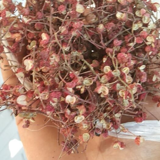 彬州市红花椒 一级 干花椒