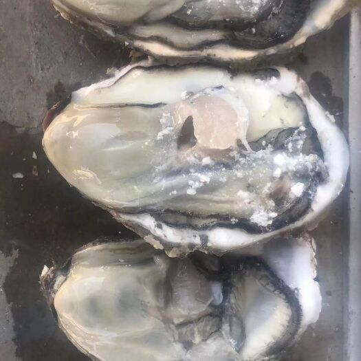 乳山市阳江生蚝 阳江蚝