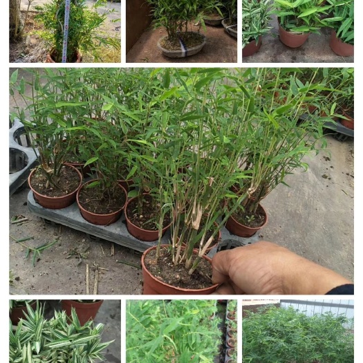 漳州景观盆栽 自家货基地直发