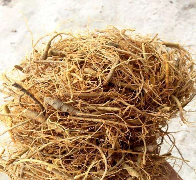  新鲜三七