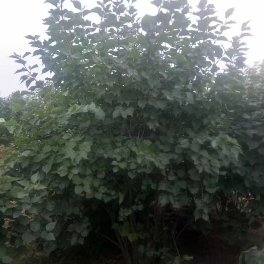 定州市 丛生丁香
