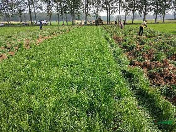 曹县 麦冬草基地，