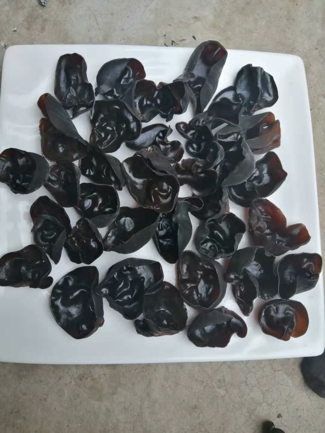  黑木耳