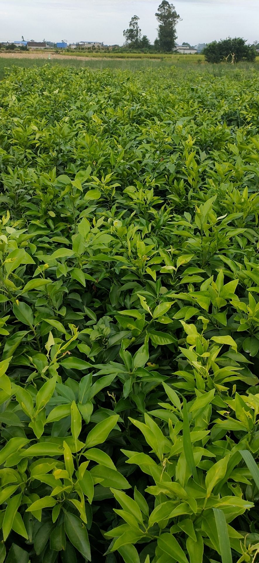 大雅柑苗 嫁接苗 0.5~1米