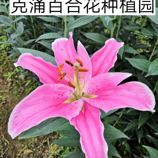 南平 百合花  索蚌