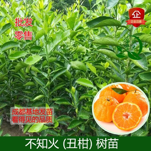 简阳市不知火苗  不知火丑柑柑橘苗不知火丑橘果树苗四川直销品种保证丑柑树苗果苗