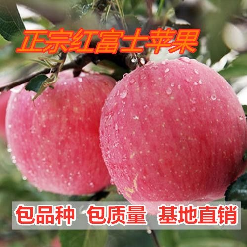 平邑县 正宗嫁接红富士苹果苗 根系发达 现挖现发