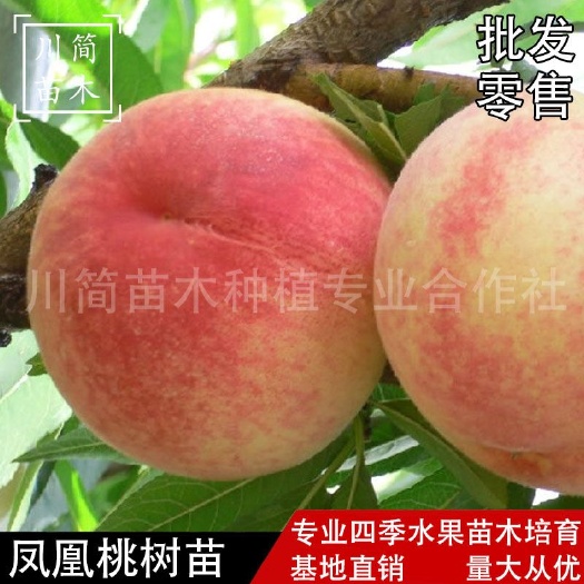 凤凰桃树苗水蜜桃树苗嫁接优质桃树苗基地直销可签品种合同