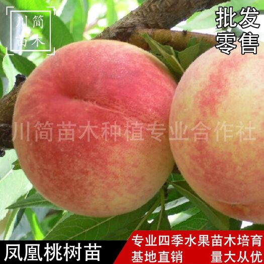 简阳市凤凰桃树苗水蜜桃树苗嫁接优质桃树苗基地直销可签品种合同