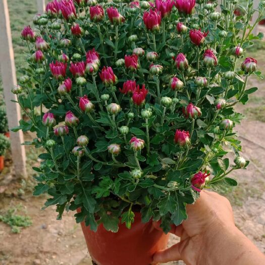 青州市千头菊苗