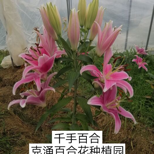 南平 百合花  千手百合