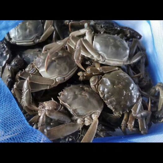盘锦 正宗盘锦河蟹