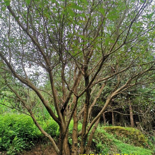 靖州县 断根杨梅树