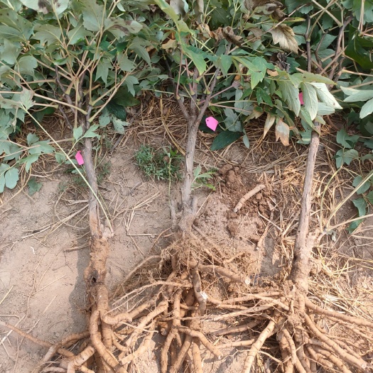 菏泽 独杆牡丹树 花王
