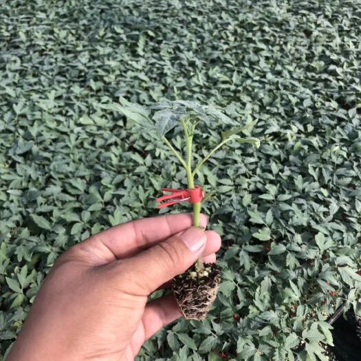 寿光市硬粉番茄苗 小黄西红柿种苗