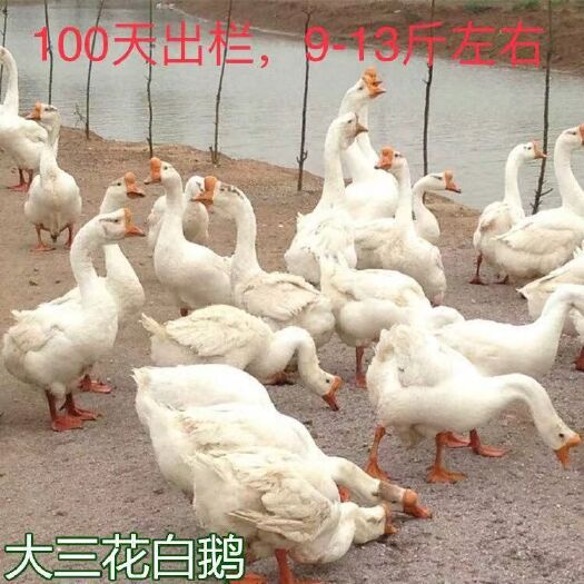 南宁 大三花白鹅苗,批发鸡苗鸭苗鹅苗珍禽苗,包打疫苗,包运输成活
