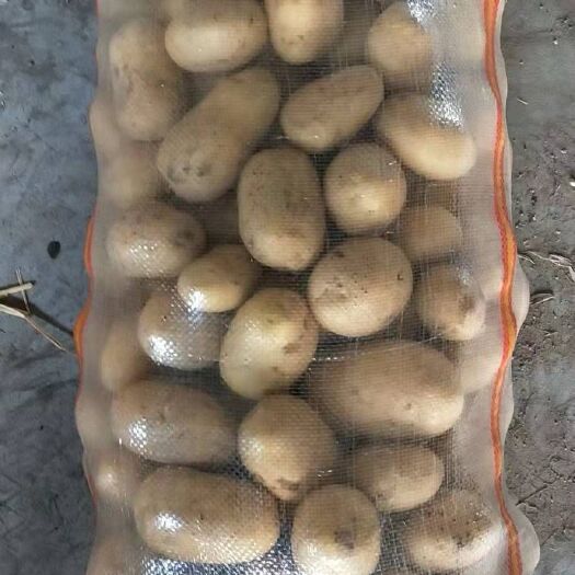 察右中旗 精选一到三两土豆  黄心