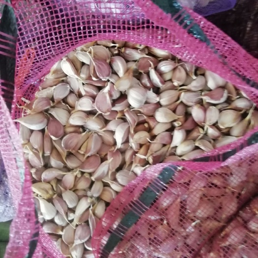 丰县二水早大蒜  正宗硬叶硬叶红根蒜苗种子，发芽可达%99不包邮