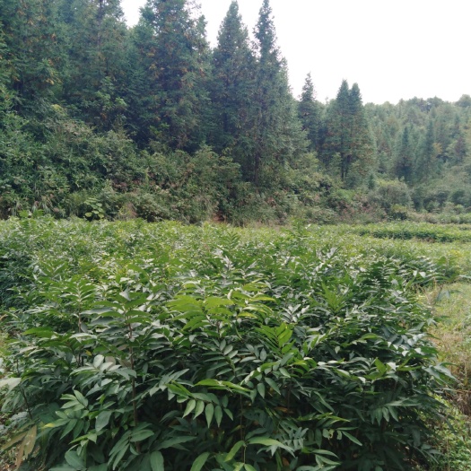清流县无患子树 无患子