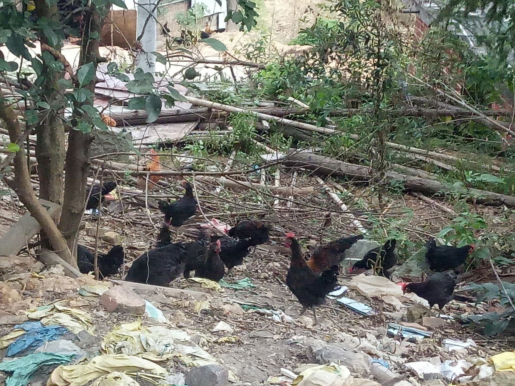  农家土鸡