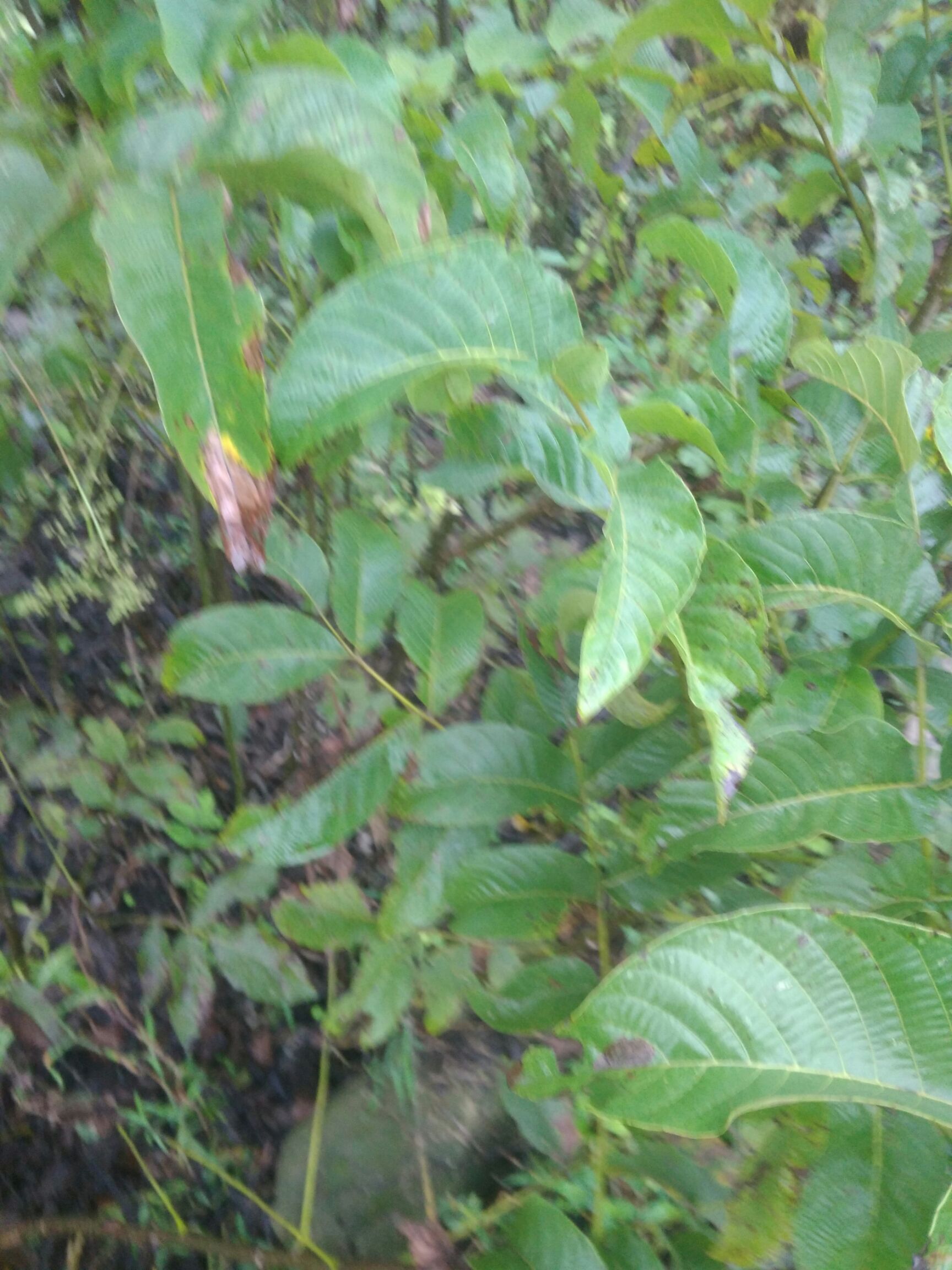  川早核桃苗质量保证