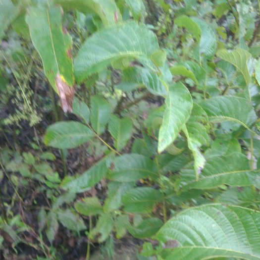 简阳市 川早核桃苗质量保证