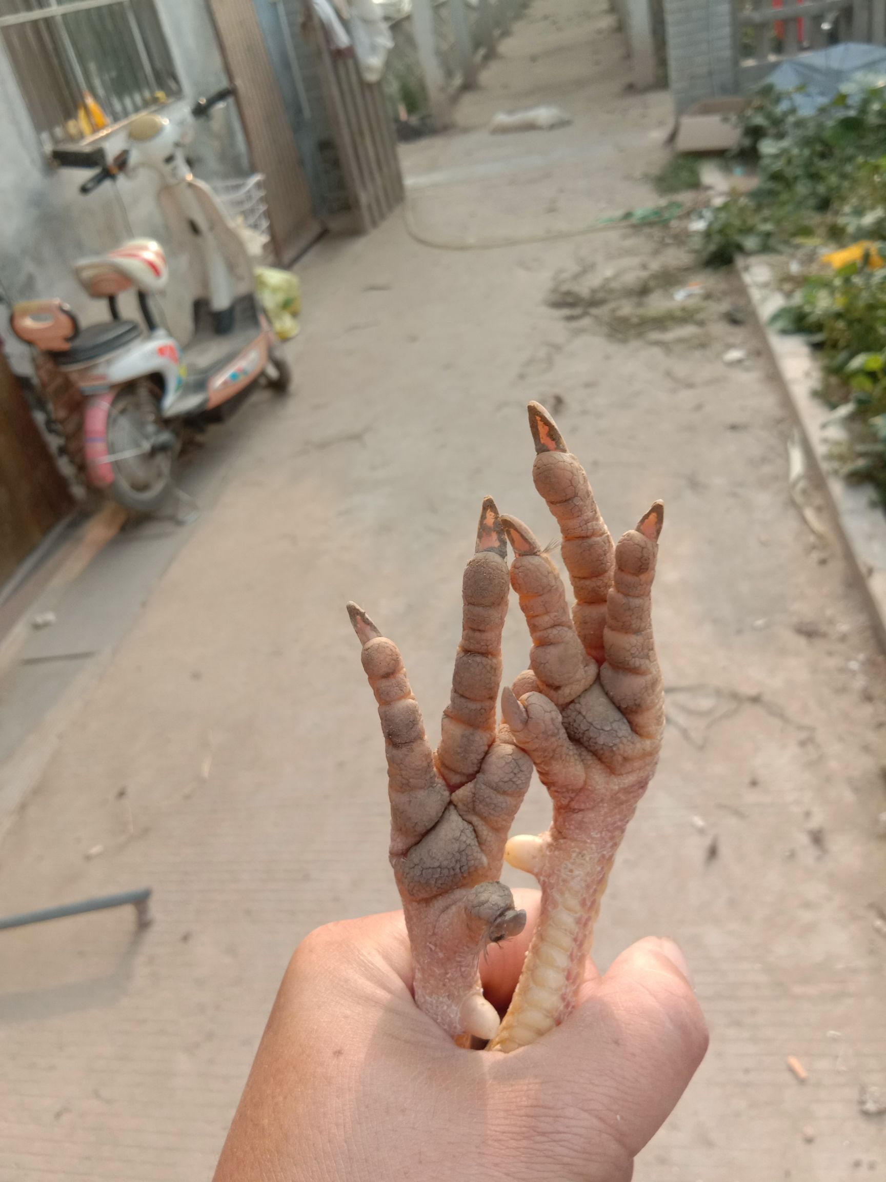 全散养的柴鸡