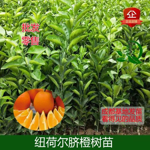 简阳市纽荷尔脐橙苗  纽荷尔脐橙柑橘苗圆脐橙苗纽荷尔果树苗四川直销品种保证
