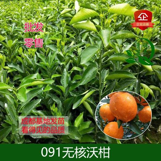 简阳市091无核沃柑苗  091无核沃柑柑橘苗无籽沃柑柑橘苗果树苗四川直销